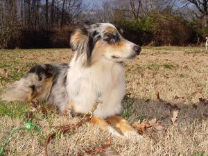 Australian-Shepherd-Training