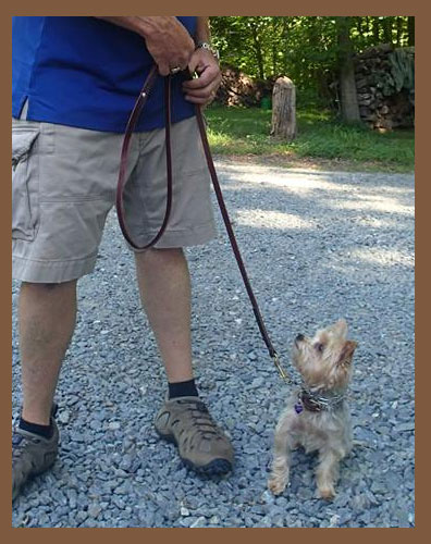 Izzy, a 3-year-old Yorkie rescue in our Residency Program
